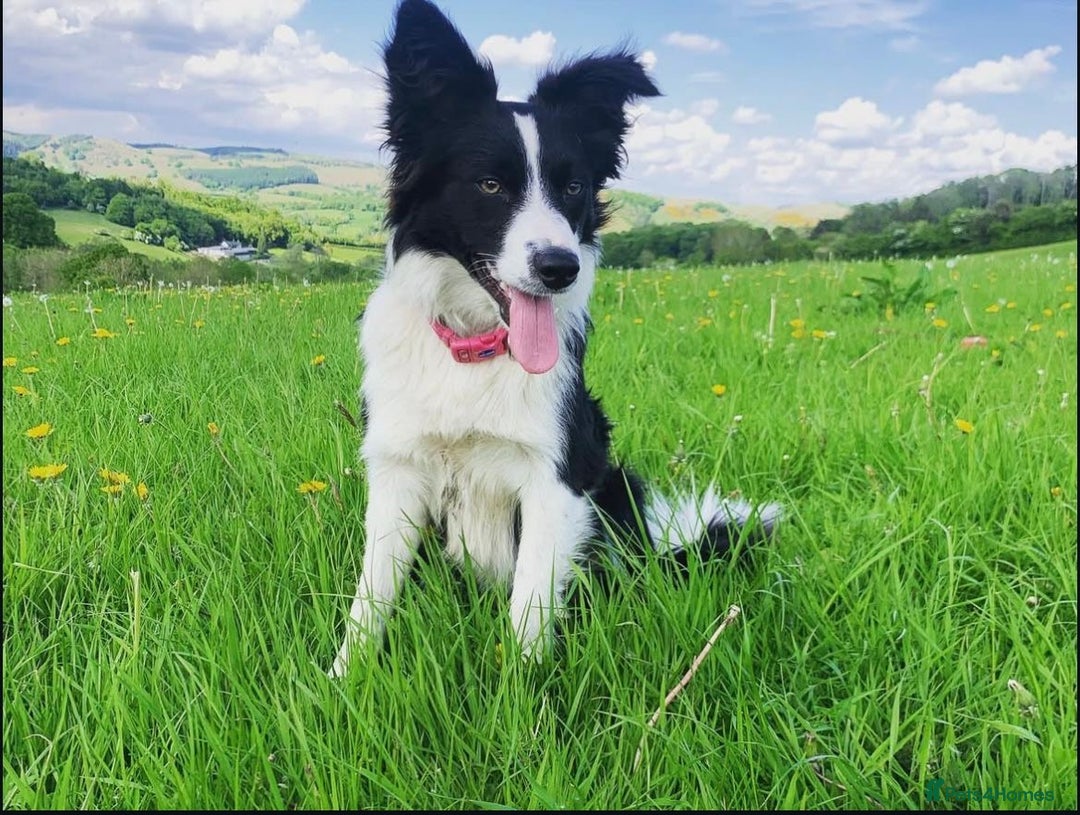 Border Collie dogs for sale: Border collie puppies.  - Image 5