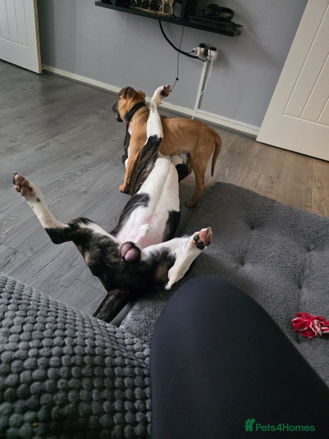 German Shepherd dogs for sale: Baxter just over 1 year old in Gateshead - Image 3