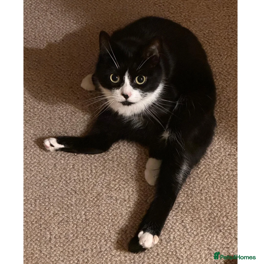 Mixed Breed cats for adoption: Bella is a Playful & Affectionate Kitten - Advert 2