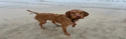 Hungarian Vizsla dogs for sale: Wire haired Hungarian Viszla  - Advert 4