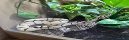 Python Snake reptiles for sale: Ball python  - Advert 3
