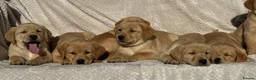 Labrador Retriever dogs for sale: Beautiful litter of KC reg Labrador puppies  - Advert 20