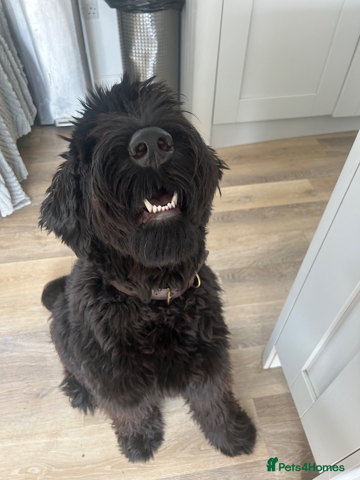 Giant Schnauzer dogs Female giant schnauzer 1 year old  - Advert 1