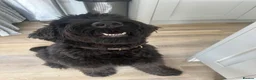 Giant Schnauzer dogs for sale: Female giant schnauzer 1 year old  - Advert 1
