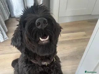 Giant Schnauzer dogs Female giant schnauzer 1 year old - Advert 12