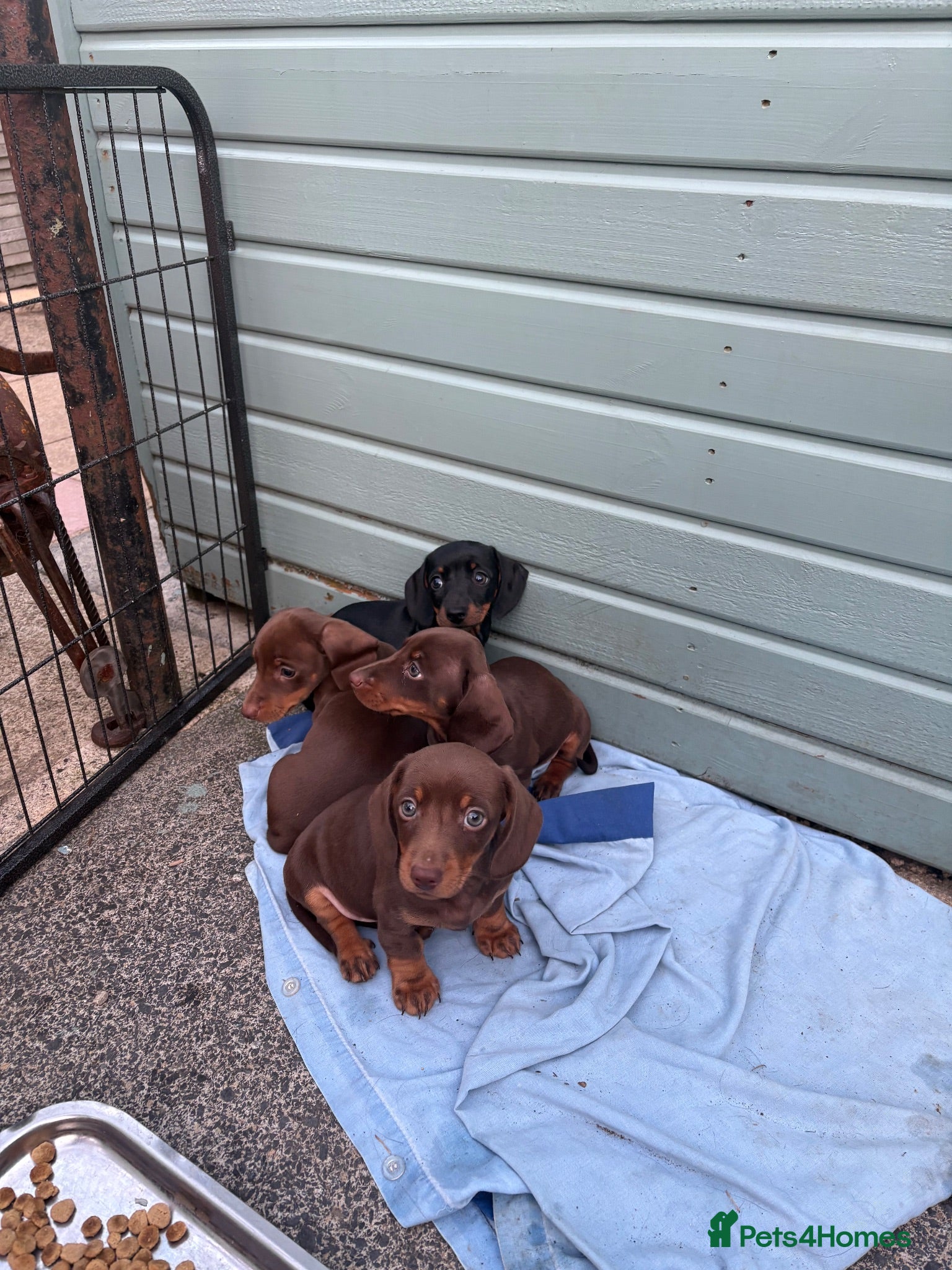 Miniature Dachshund dogs 5 beautiful miniature dachshund puppies  - Advert 18