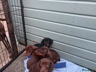 Miniature Dachshund dogs 5 beautiful miniature dachshund puppies - Advert 18