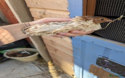 Quail poultry for sale: Mixed quail chicks looking for home  - Image 8