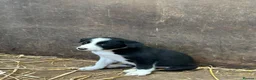 Border Collie dogs for sale: 7 collie puppies for sale  in Okehampton - Advert 21