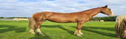 Mixed Breed livestock for sale: Welsh X mare in Ashington - Advert 2
