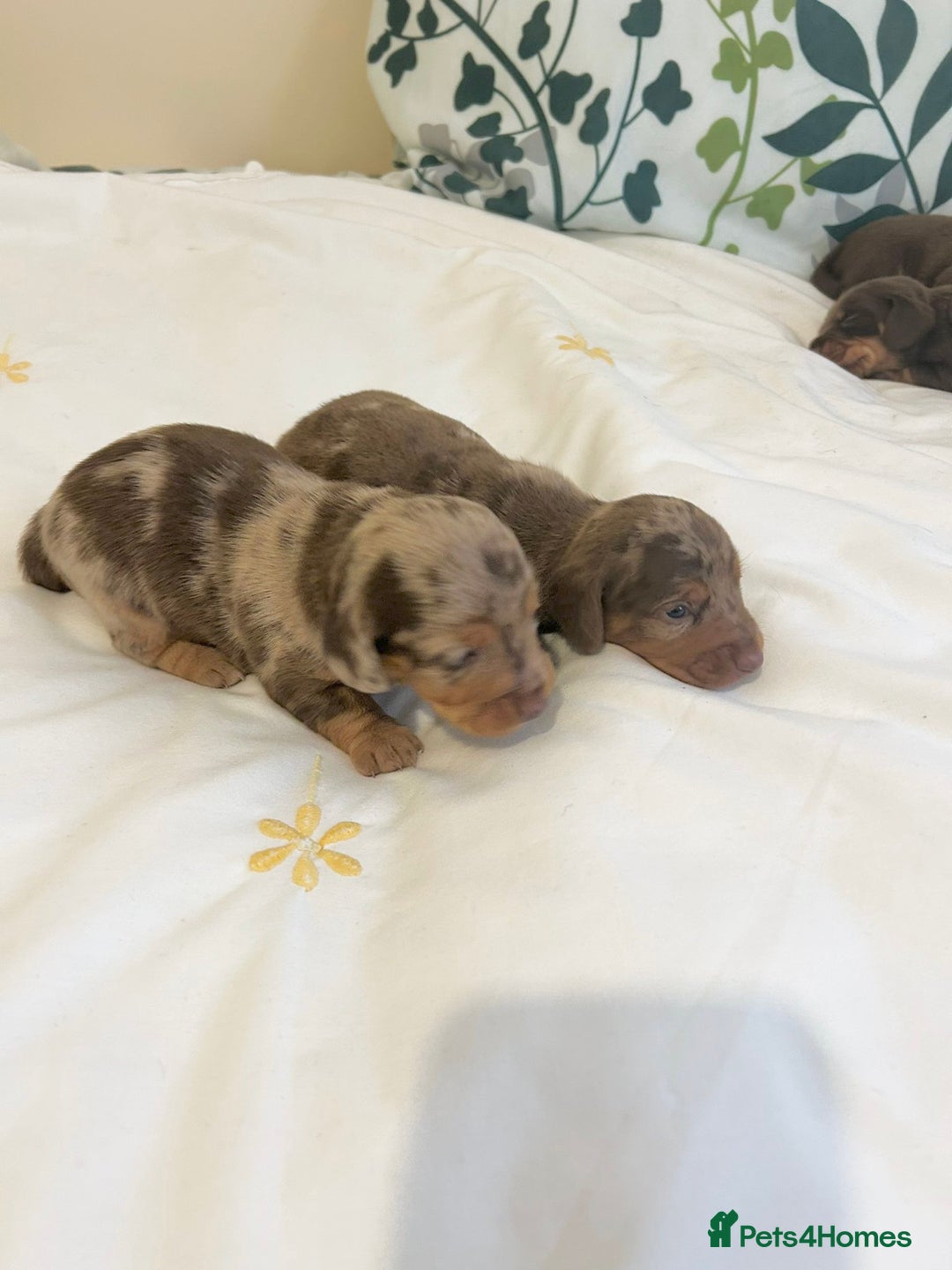 Dachshund dogs for sale: Dachshund  - Image 1