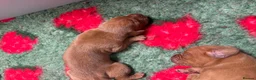 Hungarian Vizsla dogs for sale: 🥰 NEW KC REG Hungarian Vizsla Beautifully Bred,  - Advert 5