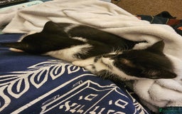 Mixed Breed cats for sale: 12 week old kittens for sale - Advert 7