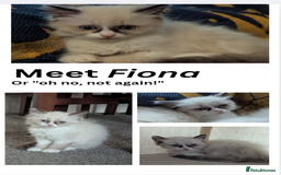 Ragdoll cats for sale: 🧁Sweet ragdolls - Image 8