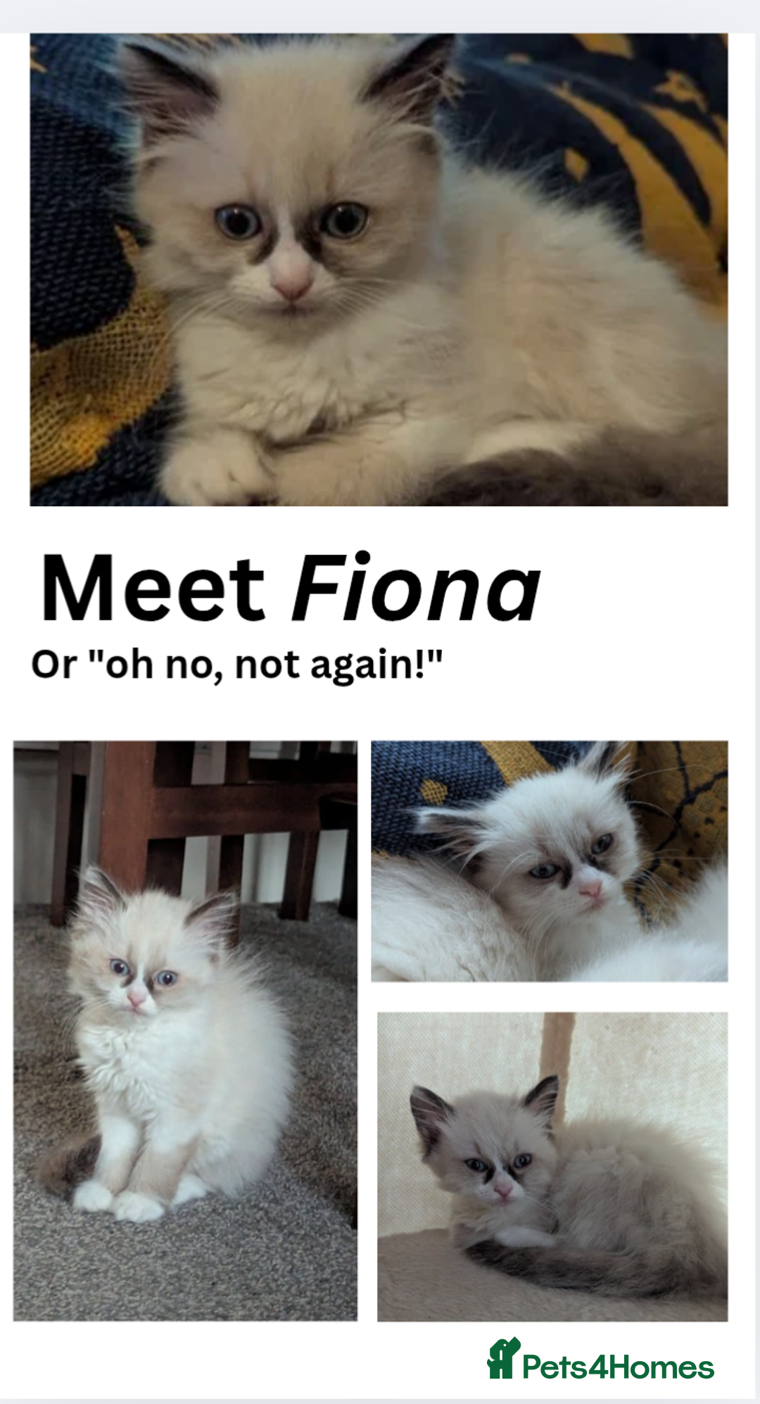 Ragdoll cats for sale: 🧁Sweet ragdolls - Image 8