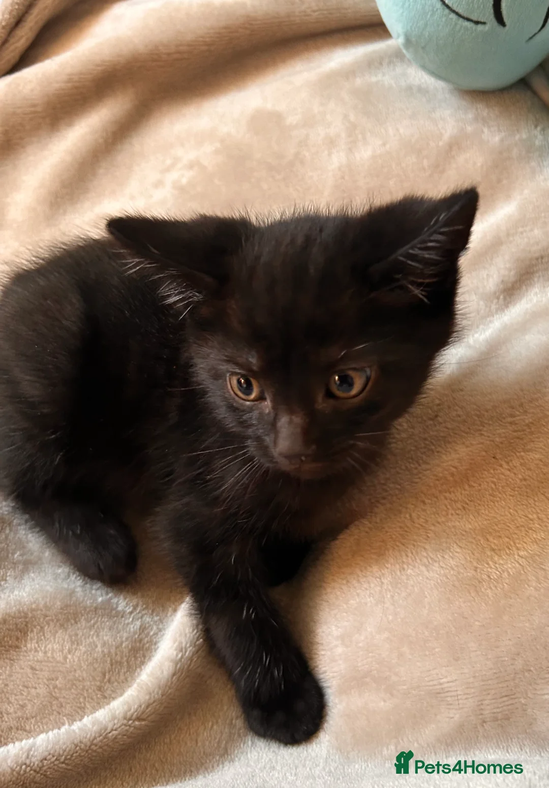 Mixed Breed cats for sale: Kittens  - Advert 2