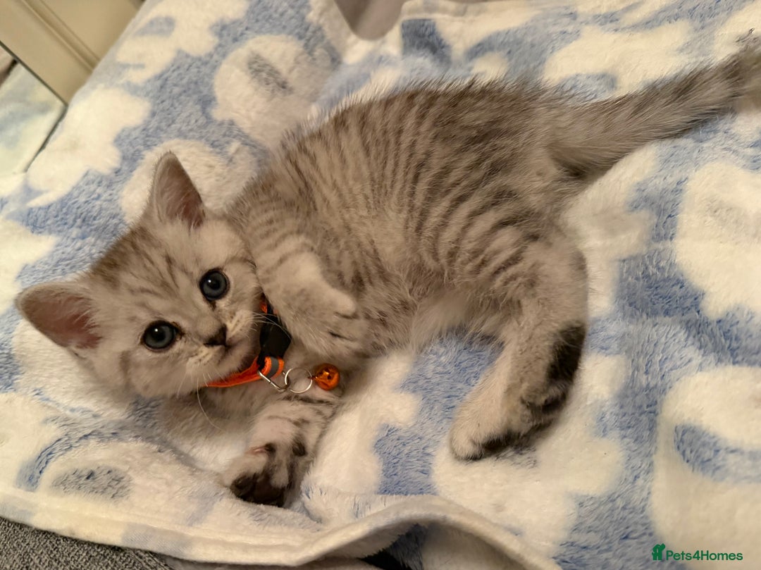 British Shorthair cats for sale: Beautiful British Tabby with Father Pedigree  - Advert 4