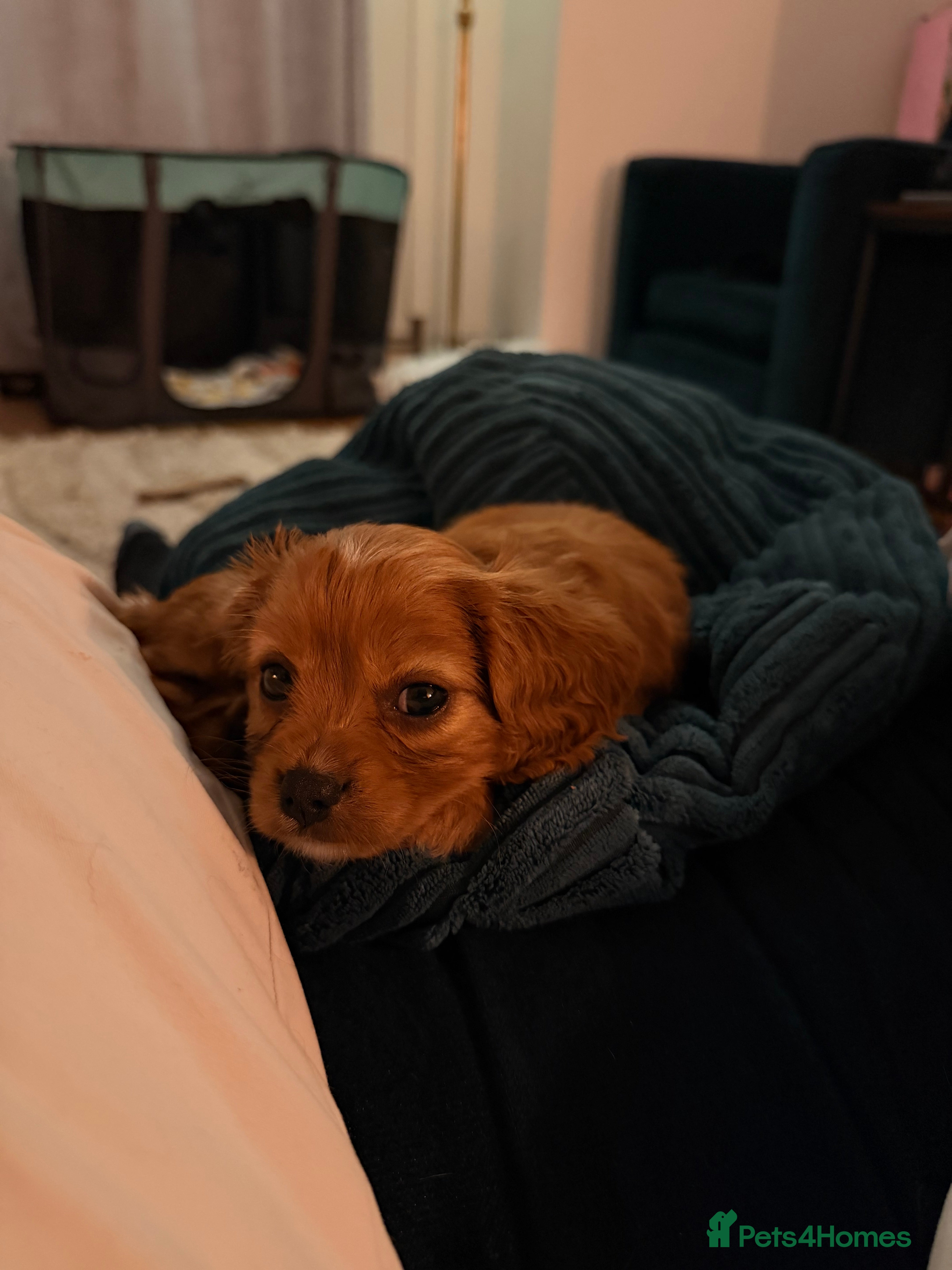 Cavapoochon dogs Cavalier King Charles Spaniel / Cavapooshon pups - Advert 2