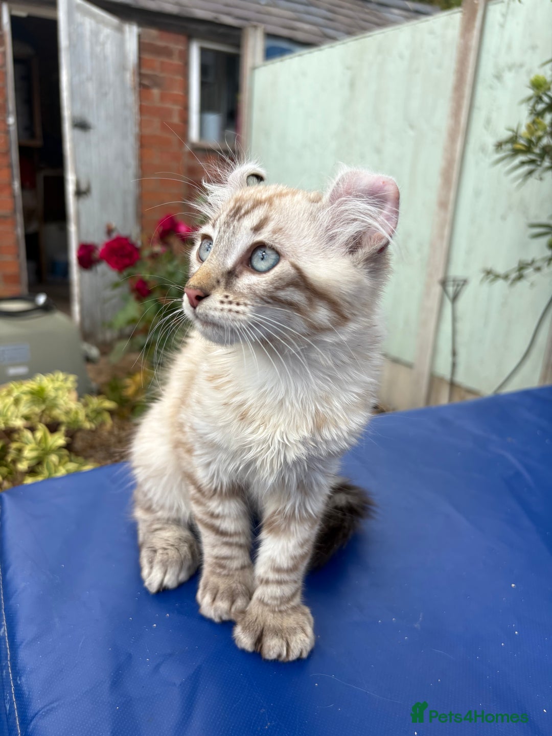 Keetso cats for sale: Stunning polydactyl longhaired snow leopard Keetso - Image 23