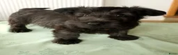 Skye Terrier dogs for sale: Rarely Available SKYE TERRIER Puppies in Latheron - Advert 10