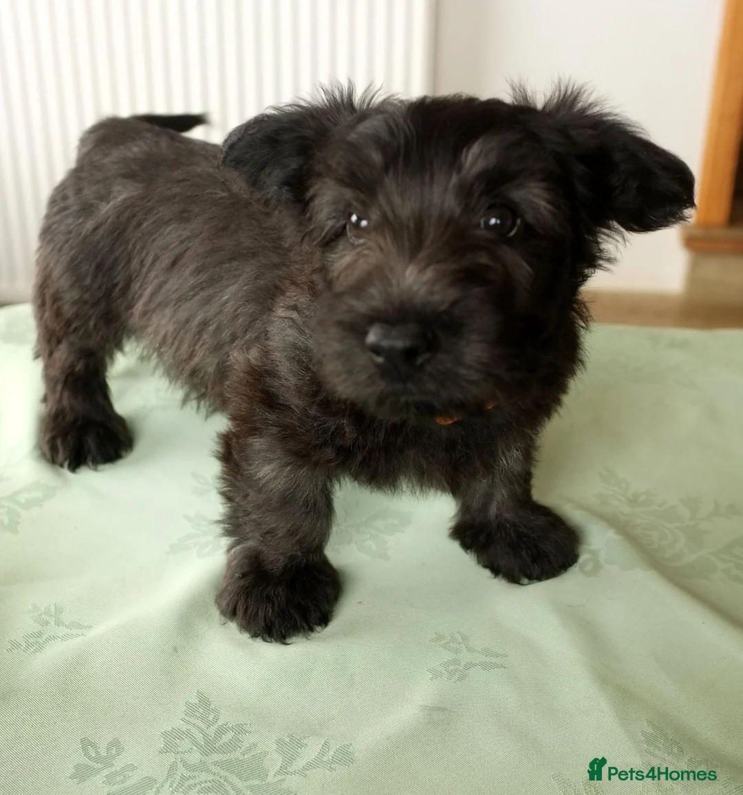 Skye Terrier dogs for sale: Rarely Available SKYE TERRIER Puppies in Latheron - Advert 10