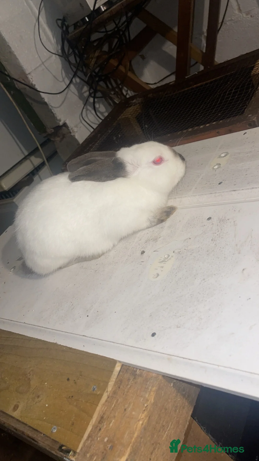 New Zealand rabbits for sale: Not enough room for this gorgeous little buck  in Worksop - Advert 1
