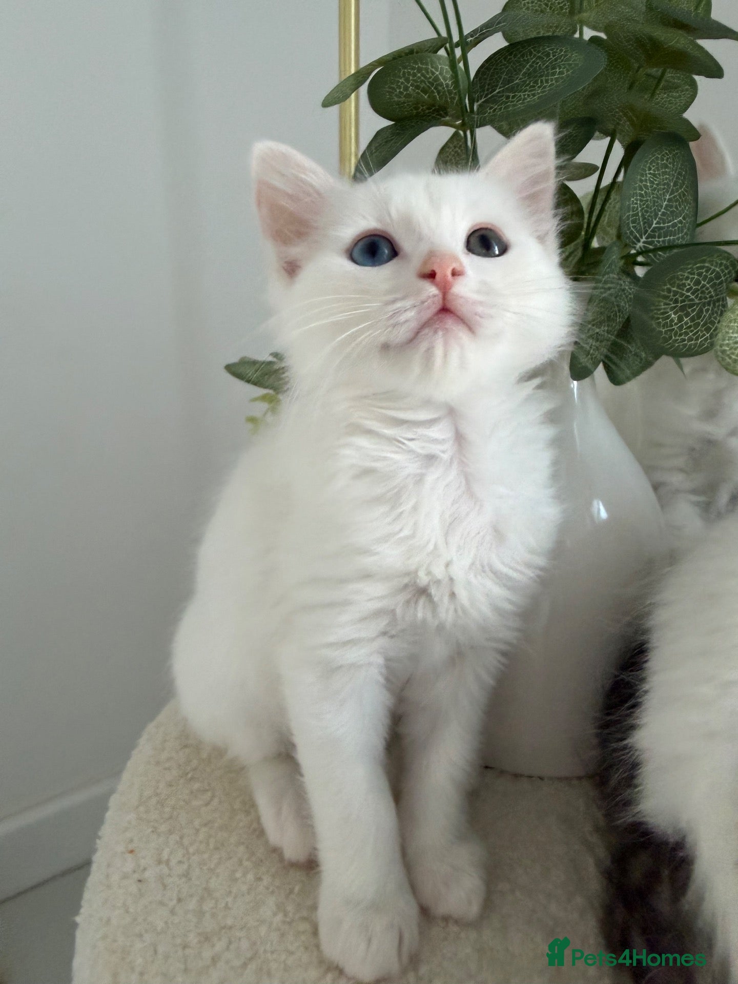 Ragdoll cats Ragdoll kittens - Advert 17