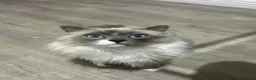 Ragdoll cats for stud: Ragdoll- male  - Advert 1