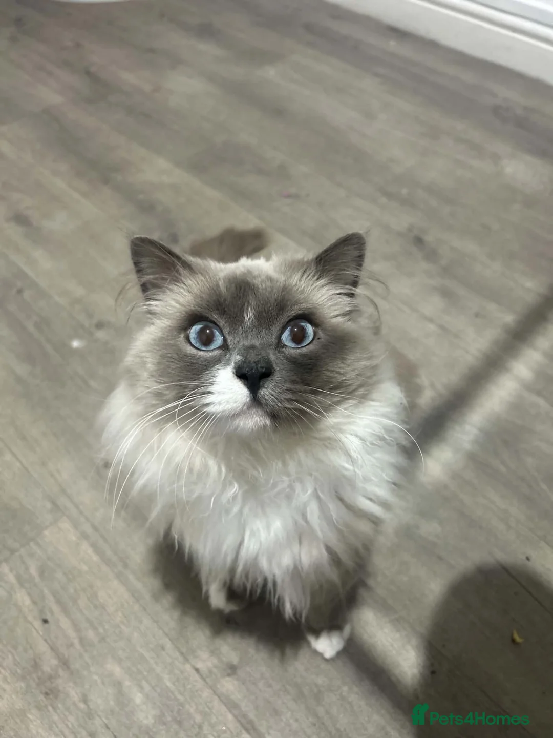 Ragdoll cats for stud: Ragdoll- male  - Advert 1