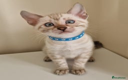 Bengal cats for sale: Stunning Glittered Pedigree Benga kittens  - Image 37