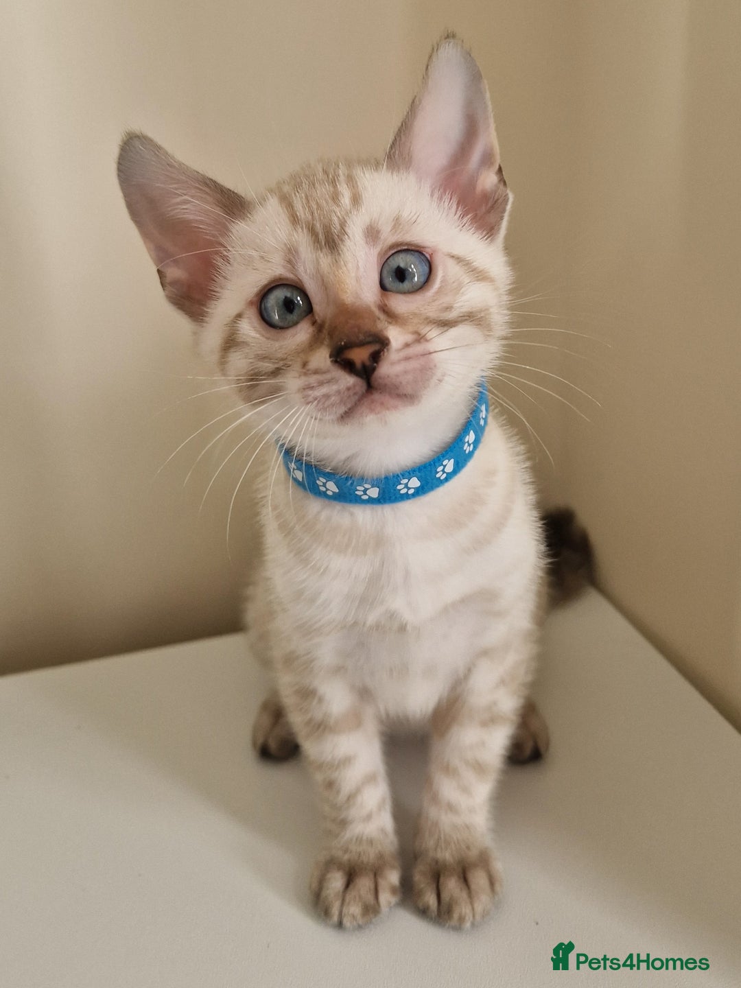 Bengal cats for sale: Stunning Glittered Pedigree Benga kittens  - Image 37