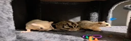 Sugar Glider rodents for sale: 3 male sugar gliders  - Advert 2
