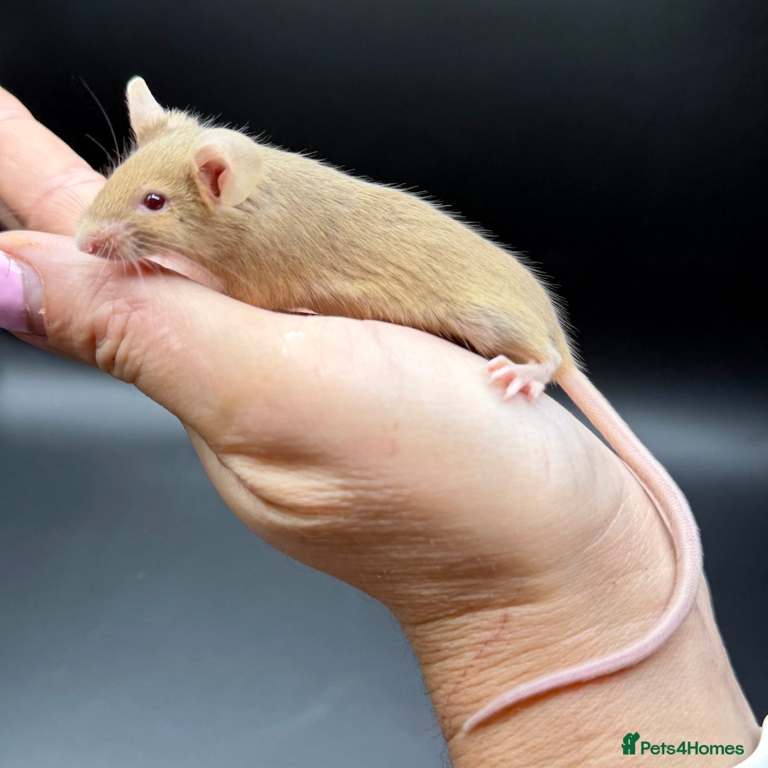 Mouse rodents for sale: Fancy Mice - Standard, Rex, Double Rex (Hairless)  - Image 4