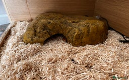 Corn Snake reptiles for sale: Corn Snake  - Image 6