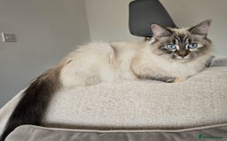 Ragdoll cats for sale: 🐾 DUE 14TH OCTOBER 🐾 - Image 3