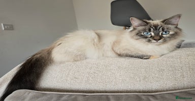 Ragdoll cats - Advert 13