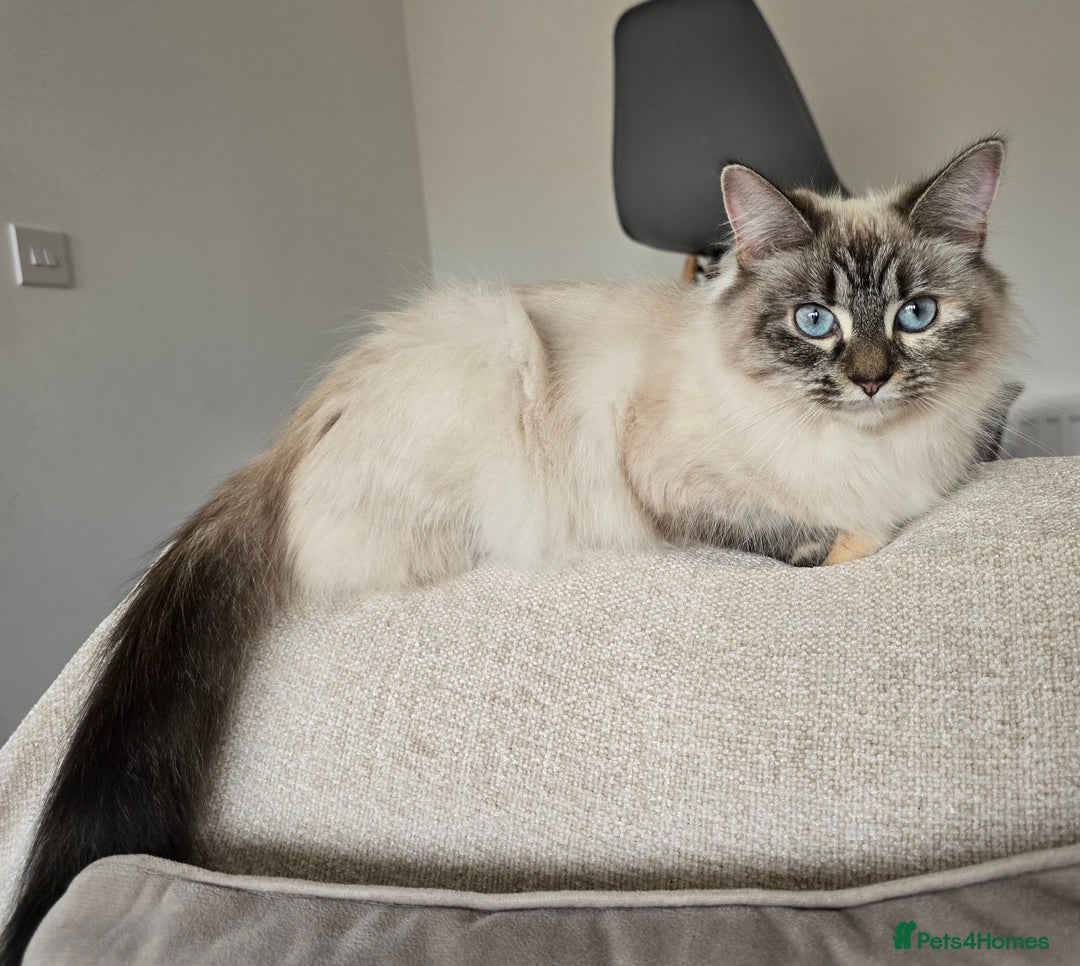 Ragdoll cats for sale: 🐾 DUE 14TH OCTOBER 🐾 - Image 3