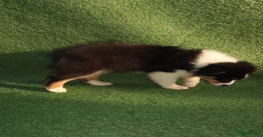 Australian Shepherd dogs - Advert 2