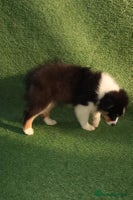 Australian Shepherd dogs - Advert 2