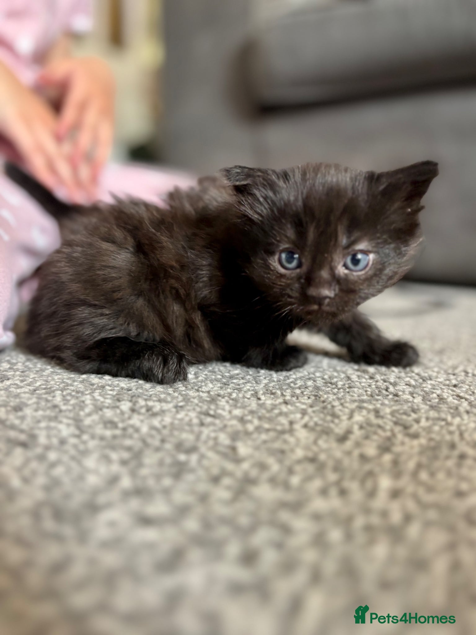 Mixed Breed cats for sale: Kittens , available 7th June!  - Advert 2