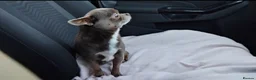 Chihuahua dogs for stud: KC reg-Health tested-PROVEN  - Advert 8
