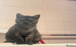 British Shorthair cats for sale: Pure British Shorthair DARK FAWN - Image 2