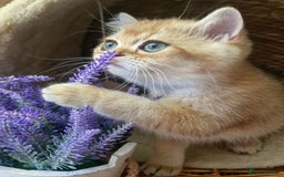 British Shorthair cats for sale: GOLDEN BRITISH SHORTHAIR KITTENS TICA  - Image 3