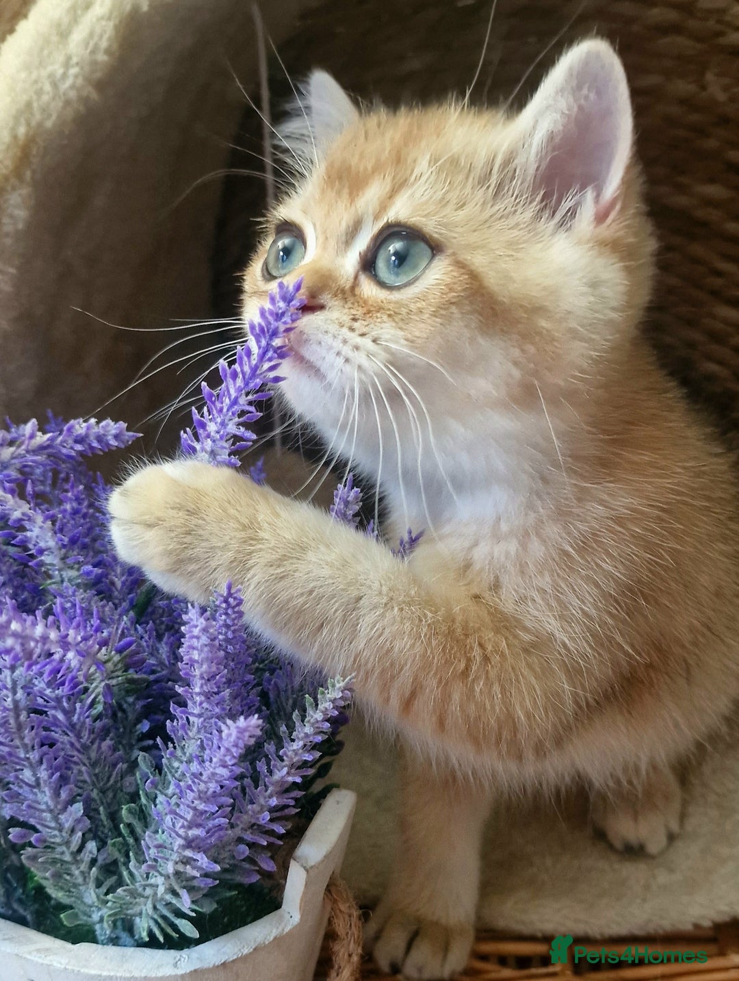 British Shorthair cats for sale: GOLDEN BRITISH SHORTHAIR KITTENS TICA  - Image 3