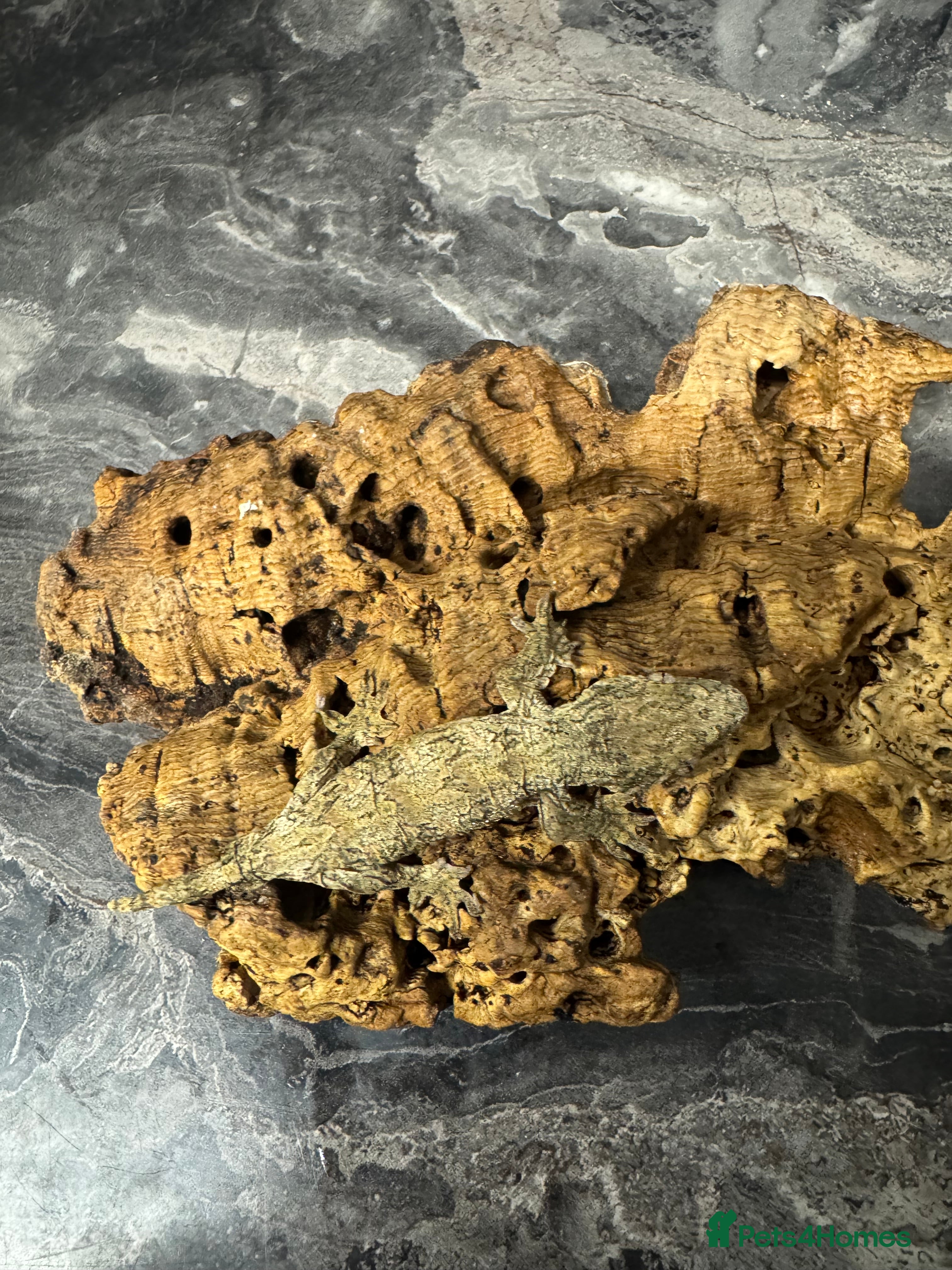 Gecko reptiles Baby leachanius Gecko available with set up - Advert 1