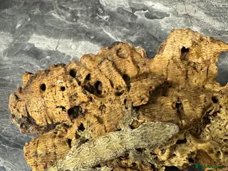 Gecko reptiles Baby leachanius Gecko available with set up - Advert 1