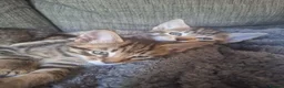Mixed Breed cats for sale: 2 litters of 2 mommy in Preston - Advert 22