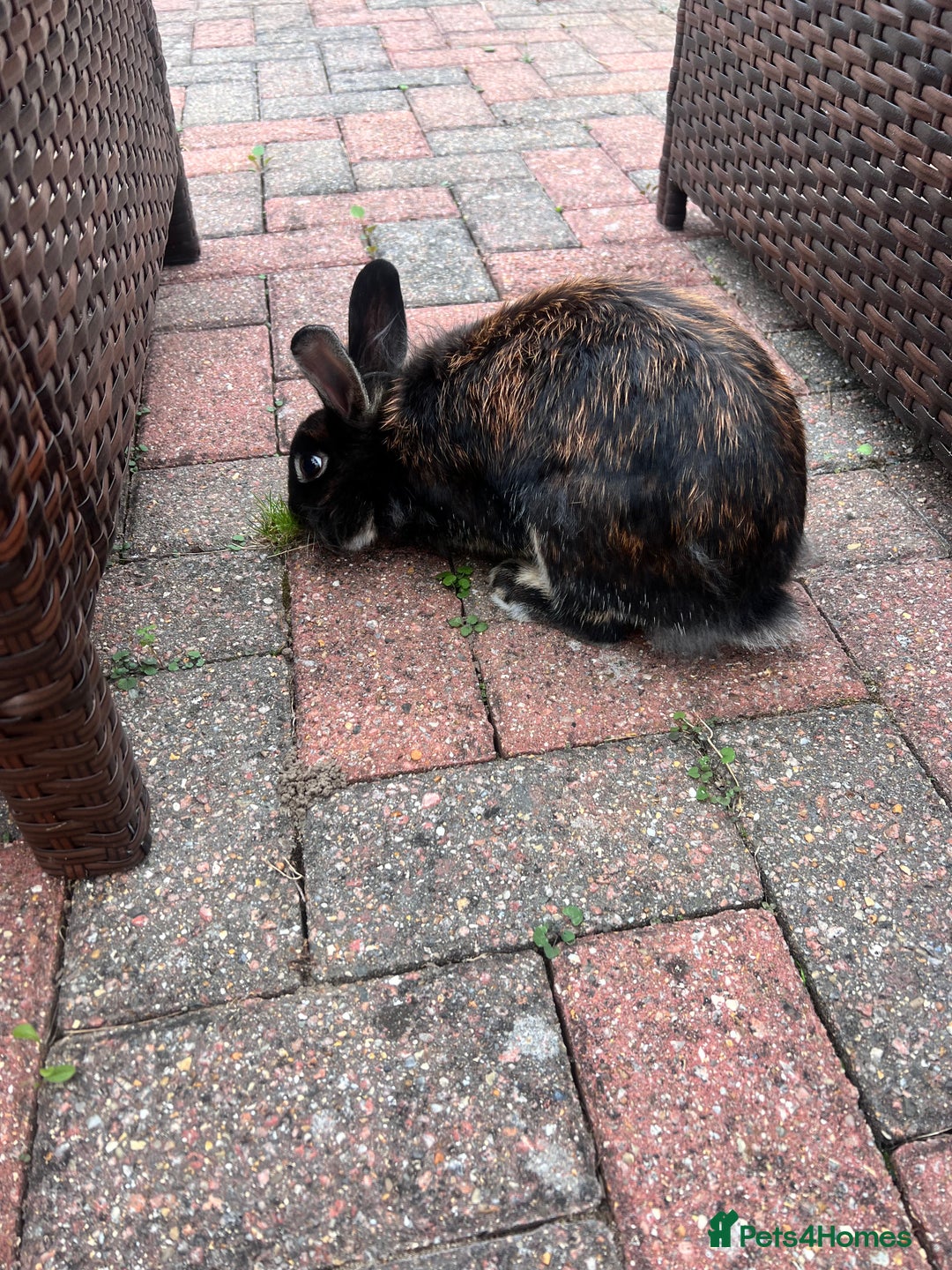 Lionhead rabbits for sale: Spayed lionhead female  - Image 4