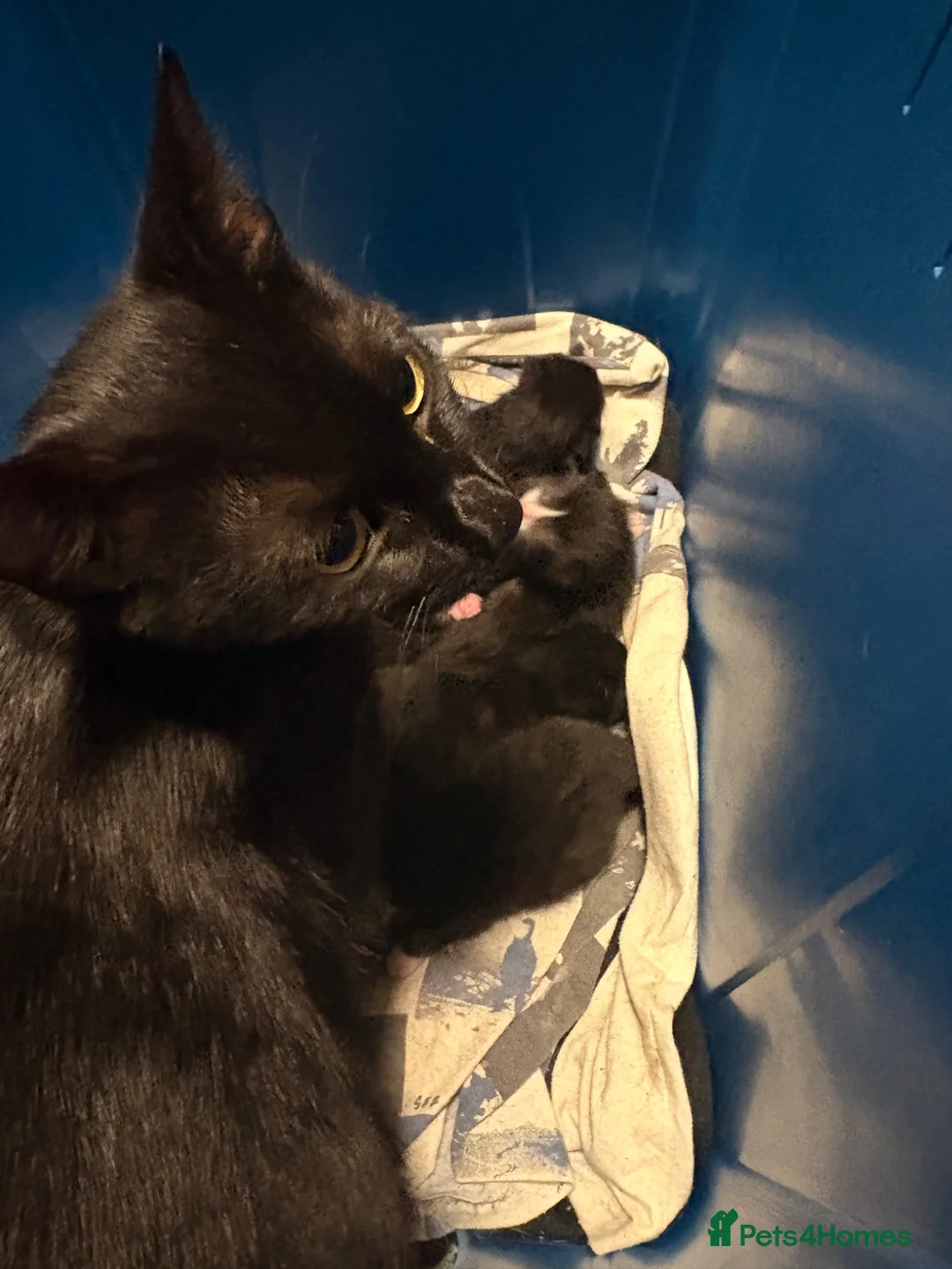Bombay cats for sale: Kitten for sale  - Advert 3