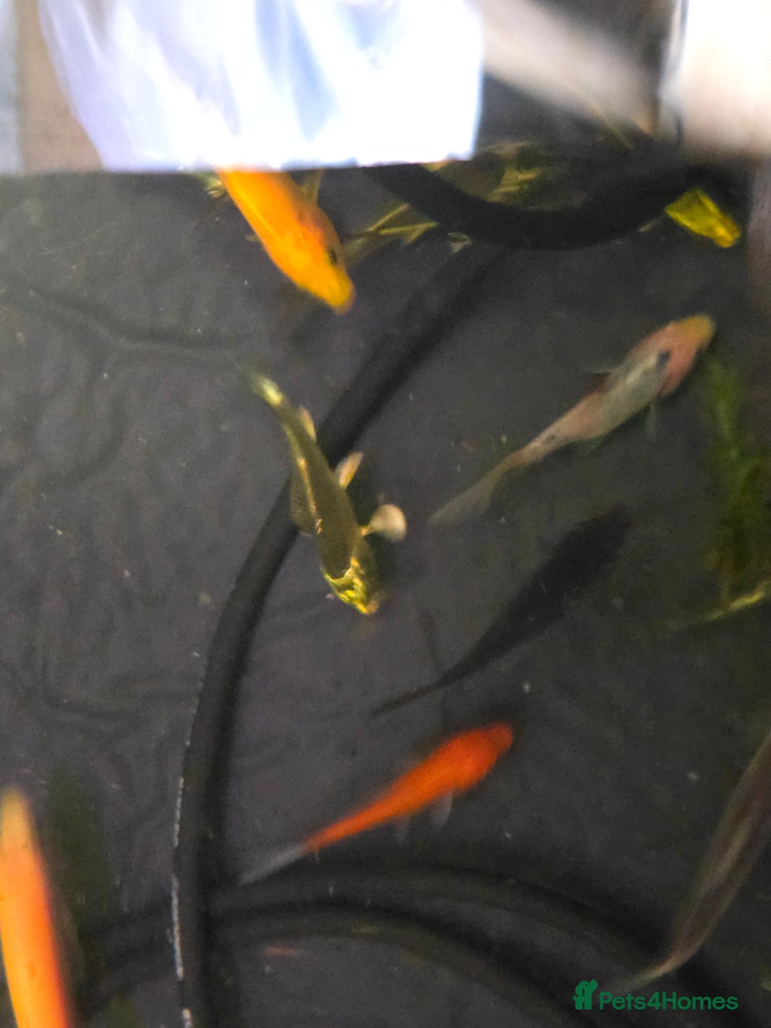 Koi Carp fish for sale: Pond fish  gost carp  gold fish  and more - Image 6